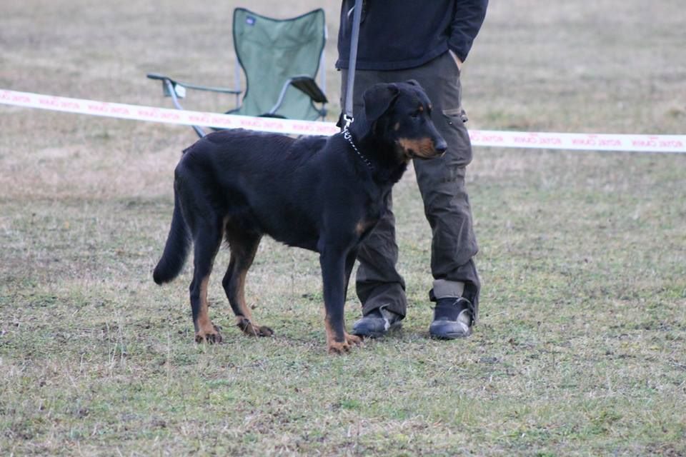 Ikon des bergers du Vent