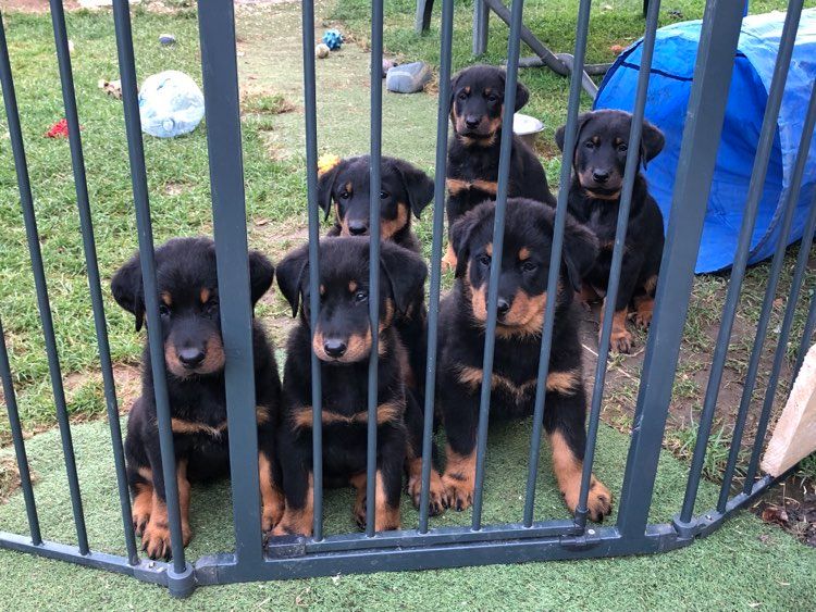 chiot Berger de Beauce des bergers du Vent