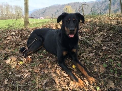Louky des bergers du Vent