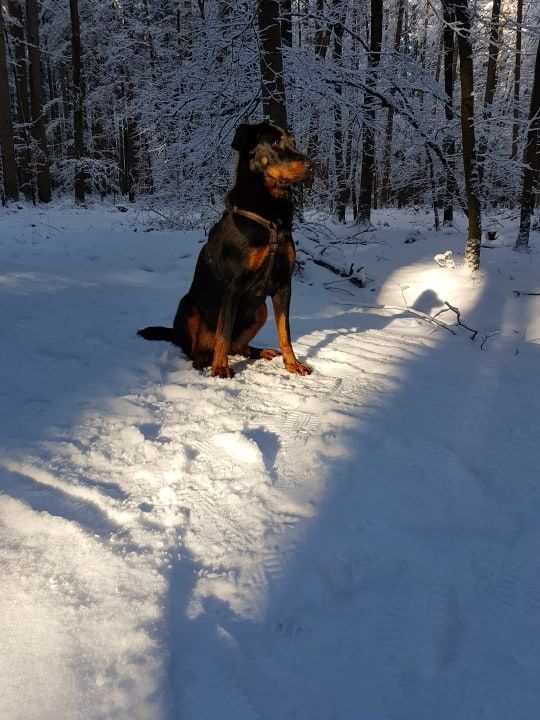 Nikita des bergers du Vent
