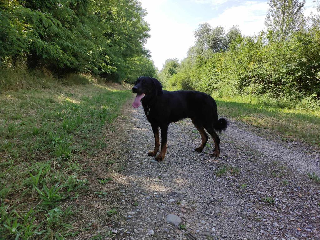 Swany des bergers du Vent