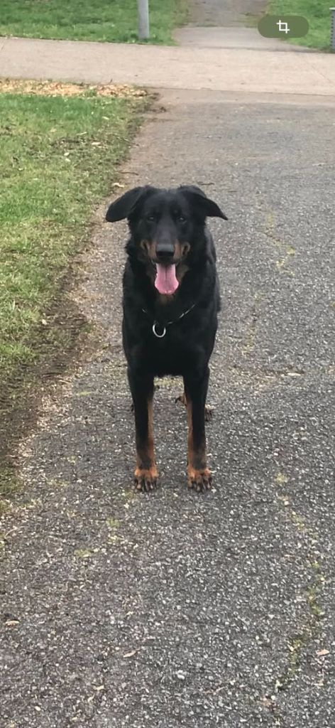 Sansa du regard mordant