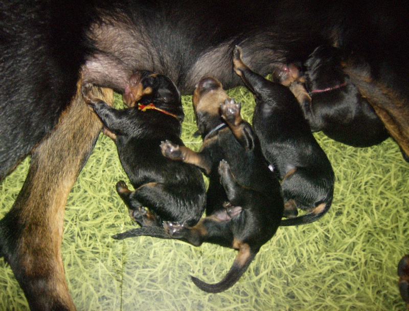 Chiots Athéna de la Plaine d'Astrée x Rafale des Assiers