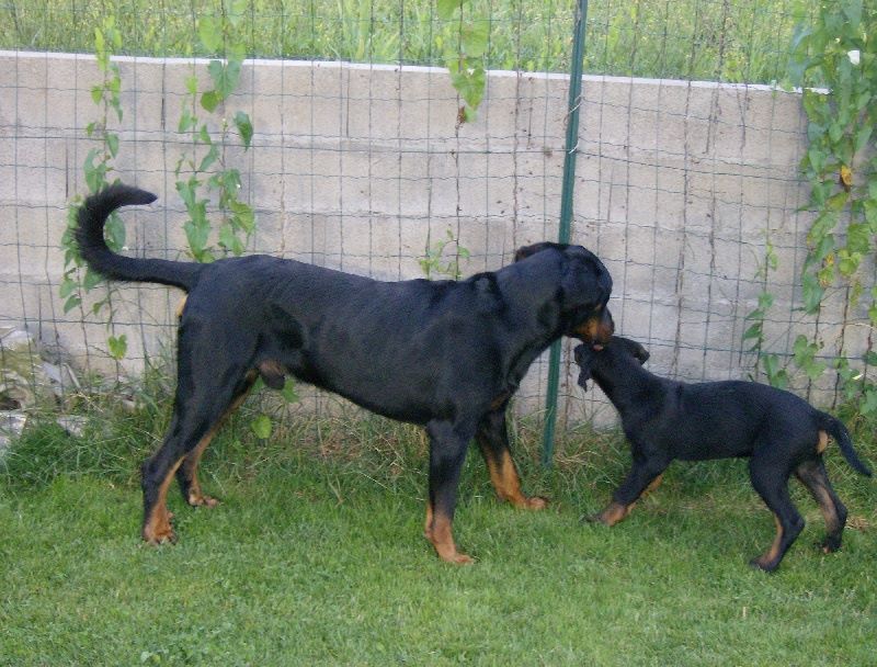 Nos chiens (2006-2010)