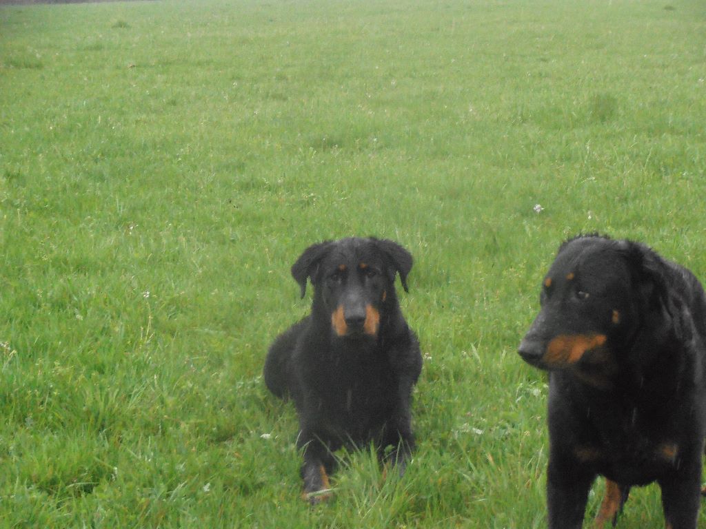 Nos chiens (2016-2019)