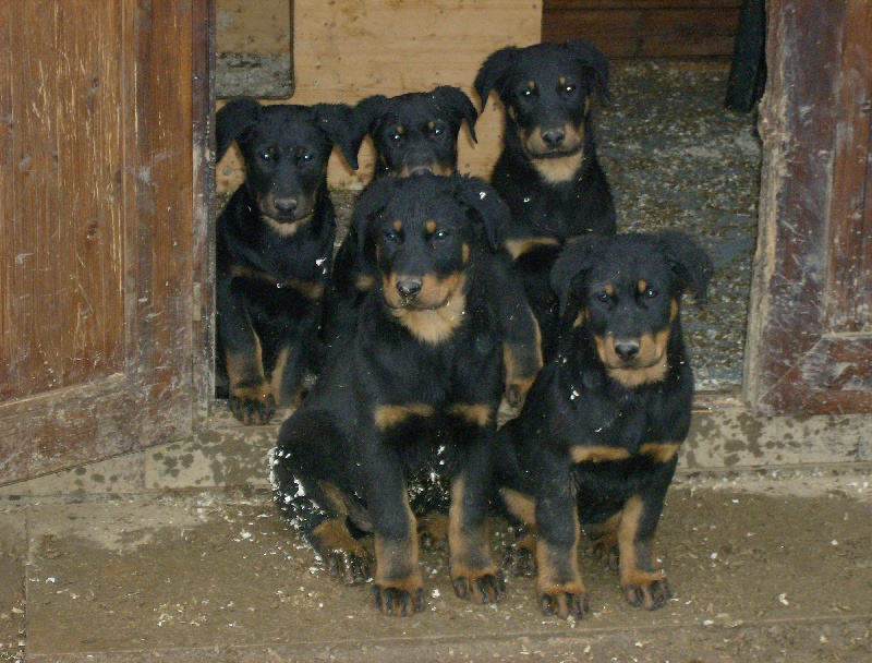 des bergers du Vent - Berger de Beauce - Portée née le 25/11/2010