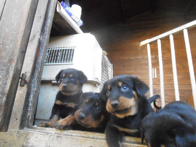 Chiot Berger de Beauce des bergers du Vent